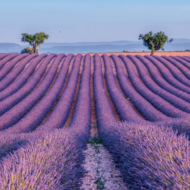 NOTIQUE Poznámkový kalendář Provence 2027, 30 x 30 cm