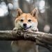 NOTIQUE Poznámkový kalendář Happy Doge 2027, 30 x 30 cm