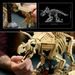 Dinosauří fosilie: Triceratops