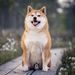 NOTIQUE Poznámkový kalendář Happy Doge 2027, 30 x 30 cm