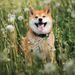 NOTIQUE Poznámkový kalendář Happy Doge 2027, 30 x 30 cm