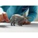 SCHLEICH Prehistorické zvířátko - Triceratops