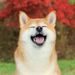 NOTIQUE Poznámkový kalendář Happy Doge 2027, 30 x 30 cm