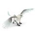 Ledový griffin