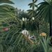 NOTIQUE Poznámkový kalendář Henri Rousseau 2027, 30 x 30 cm