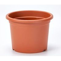 obal d50cm Narcis TER