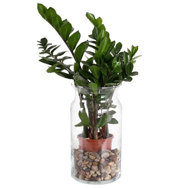 DUIF VÁZA "BOSE" 15,5X29,5CM, SKLO_hamashop