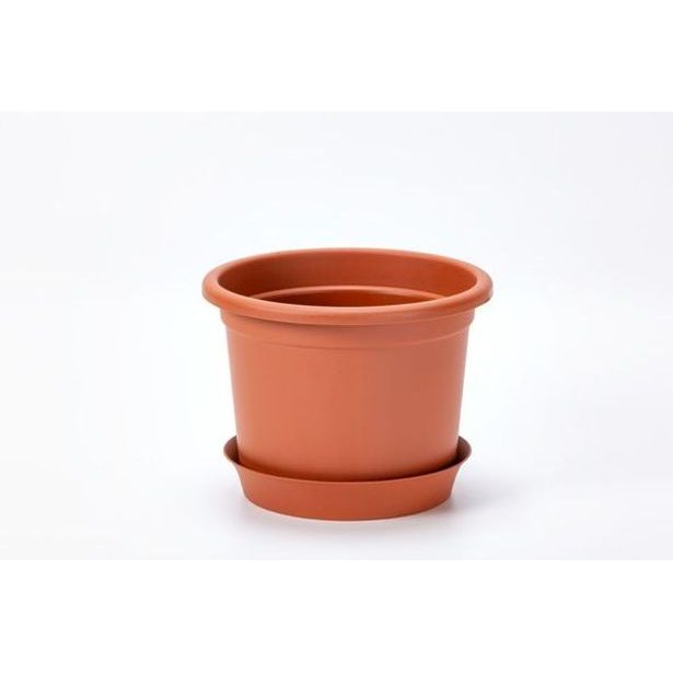 obal d19cm Narcis TER