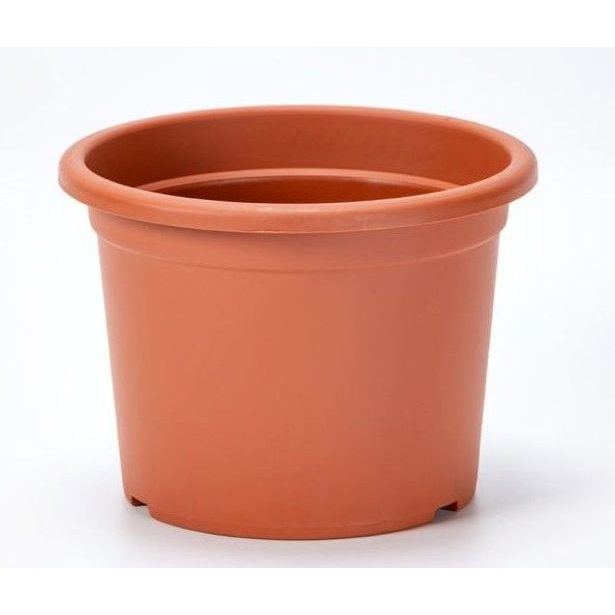 obal d50cm Narcis TER