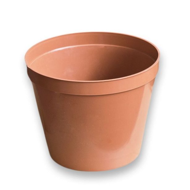 květ. d20cm Standard TER