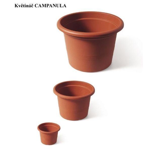 květ. d20cm CAMPANULA TER