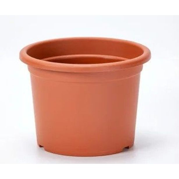 obal d35cm Narcis TER