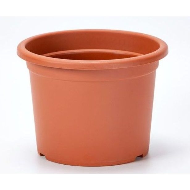 obal d40cm Narcis TER