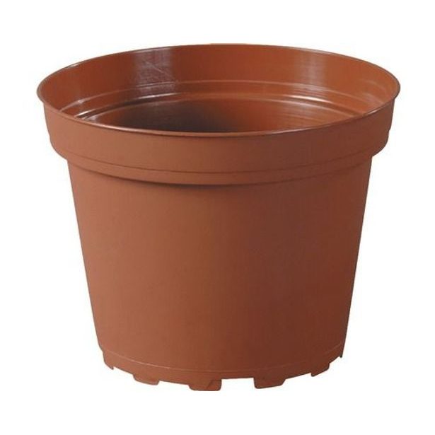 květ. d 6cm CLASSIC TOD/leh, 20 kusů