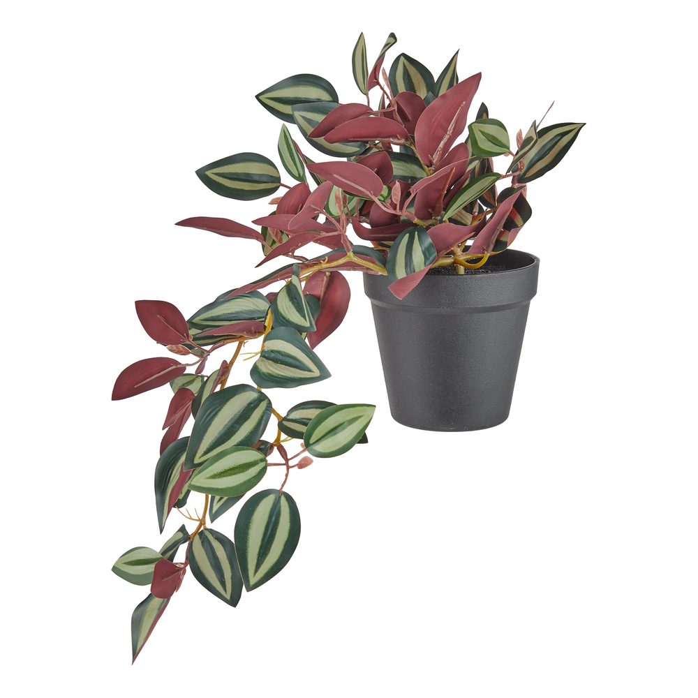 FLORISTA Peperomia v kvetináči 44 cm