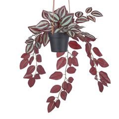 FLORISTA Tradescantia zebrina v kvetináči 50 cm