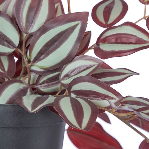 FLORISTA TRADESCANTIA ZEBRINA V KVETINÁČI 50 CM