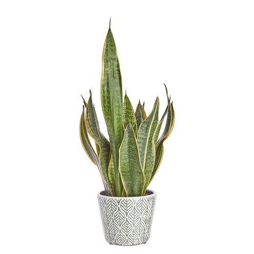 000000001000415054-1