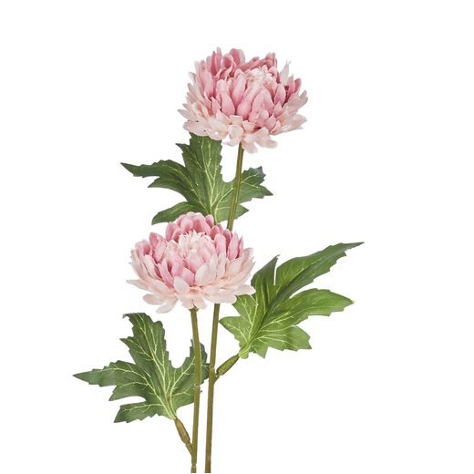 FLORISTA CHRYZANTÉMA - SV. RUŽOVÁ