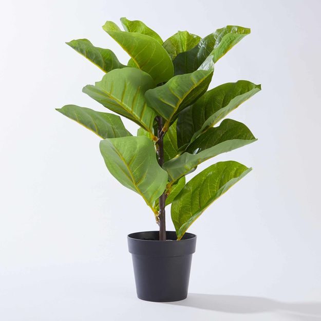 FLORISTA FICUS LYRATA V KVETINÁČI 40 CM