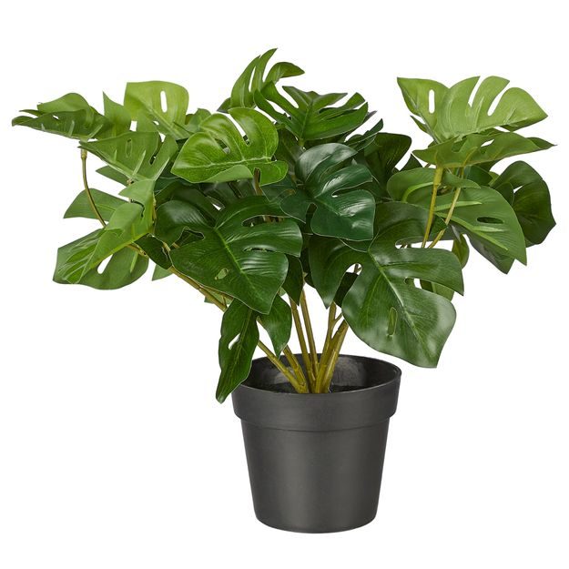 FLORISTA MONSTERA V KVETINÁČI 25 CM