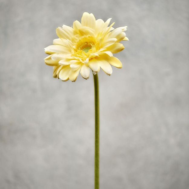 FLORISTA GERBERA - ŽLTÁ