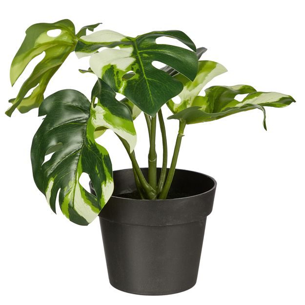 FLORISTA MONSTERA BIELA V KVETINÁČI 20 CM