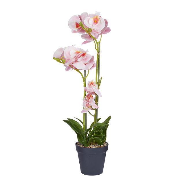 FLORISTA ORCHIDEA V KVETINÁČI 51 CM – SV. ORANŽOVÁ
