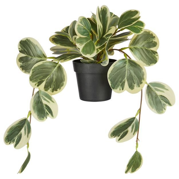 FLORISTA PEPEROMIA V KVETINÁČI 40 CM