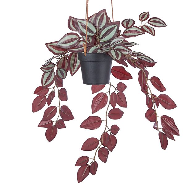 FLORISTA TRADESCANTIA ZEBRINA V KVETINÁČI 50 CM