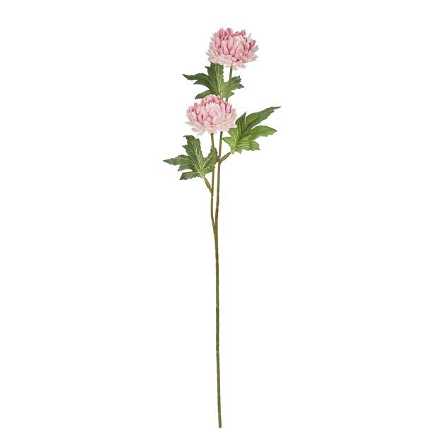 FLORISTA CHRYZANTÉMA - SV. RUŽOVÁ