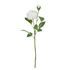 FLORISTA Pivonka - biela