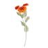 FLORISTA Astra 50 cm - oranžová