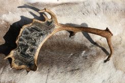 CERNUNNOS, KELTSKÝ BŮH, RYTÝ PAROH - VÝROBKY Z PAROŽÍ - HOME DECOR