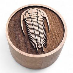 DŘEVĚNÁ KRABIČKA NA ZKAMENĚLINY, TRILOBIT - GEOLOGICKÉ VYBAVENÍ - TÁBOŘENÍ A ŘEMESLA