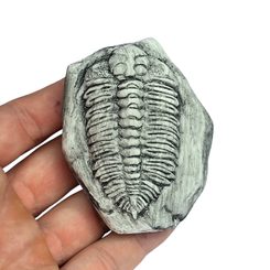 PALEONTOLOGICKÉ KLADÍVKO - TRILOBITE - GEOLOGICKÉ VYBAVENÍ - TÁBOŘENÍ A ŘEMESLA