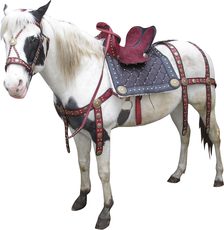 Reitsportbedarf