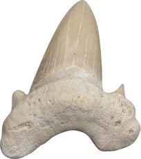 Fossilien und Imitationen