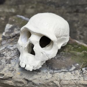 NEANDRTÁLEC, PRAČLOVĚK, LEBKA - HISTORICKÉ MINIATURY - HOME DECOR