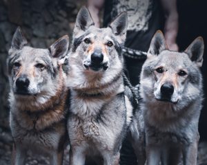 FENRIR PÁNSKÉ TRIČKO ČB - TRIČKA PÁNSKÁ{% if kategorie.adresa_nazvy[0] != zbozi.kategorie.nazev %} - TRIČKA, MÓDA{% endif %}