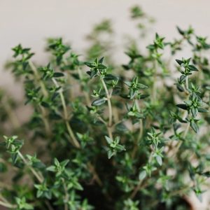 SKOTSKÝ TYMIÁN, DIFUZÉR - AROMATERAPIE - HOME DECOR