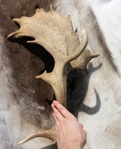 ODIN, VIKINSKÝ BŮH, RYTÝ PAROH - VÝROBKY Z PAROŽÍ - HOME DECOR