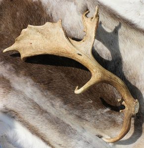 GERI, FREKI A HUGINN A MUNINN, RYTÝ PAROH - VÝROBKY Z PAROŽÍ - HOME DECOR