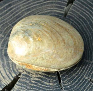 ZKAMENĚLÁ MUŠLE, MADAGASCAR - FOSÍLIE A IMITACE - HOME DECOR
