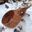 Kuksa