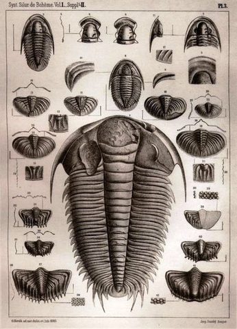 TRILOBIT - FOSSIL HUNT, PALEONTOLOGICKÉ TRIČKO PÁNSKÉ