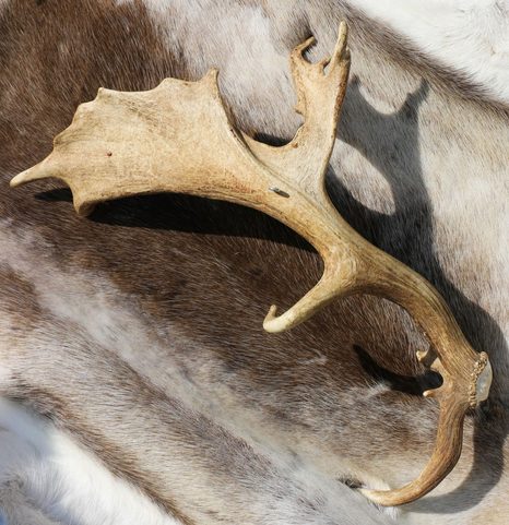 GERI, FREKI A HUGINN A MUNINN, RYTÝ PAROH