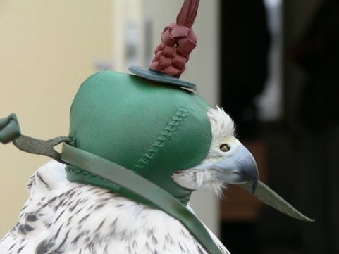 SOKOLNICKÁ ČEPIČKA II