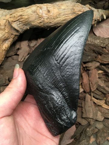 CARCHAROCLES MEGALODON, ŽRALOČÍ ZUB, REPLIKA