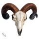 BERANÍ LEBKA, DEKORACE Z PRYSKYŘICE 33CM - FIGURKY - HOME DECOR